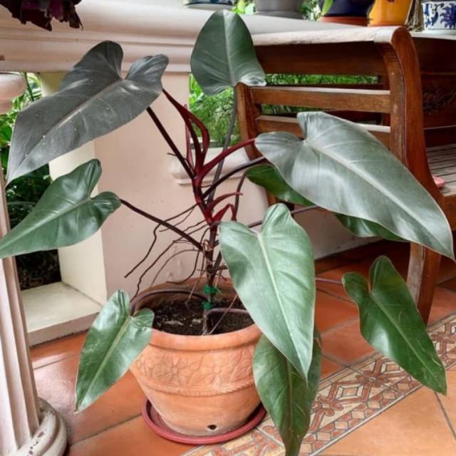 Tanaman hias philodendron black majesty - philodendron emerald