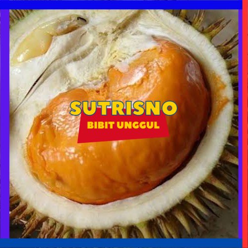 bibit durian tembaga super