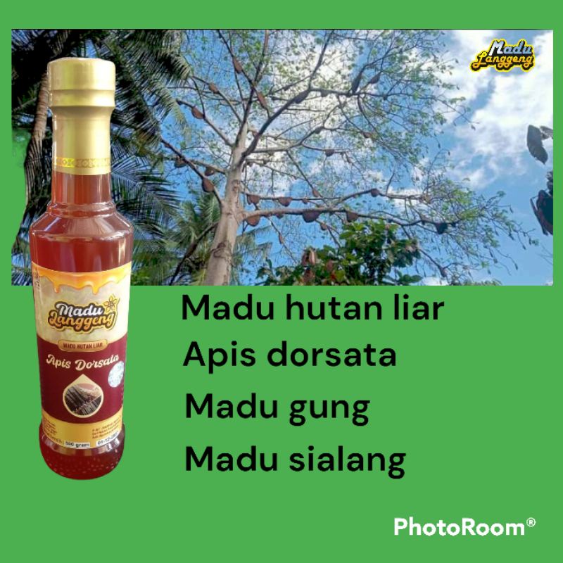 

madu hutan liar NTT eucalyptus