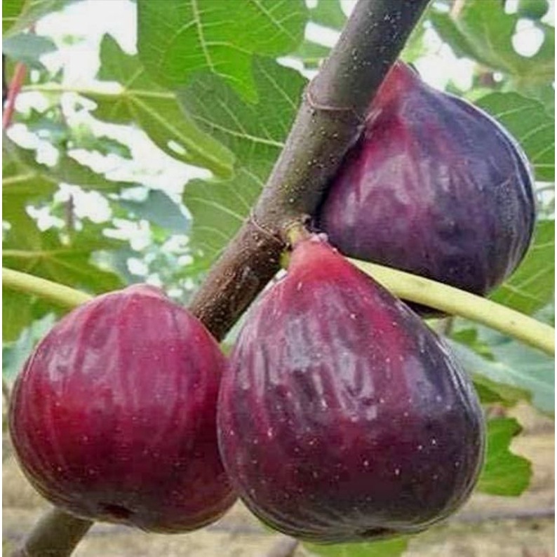 paket 5 bibit pohon buah tin jumbo buah merah