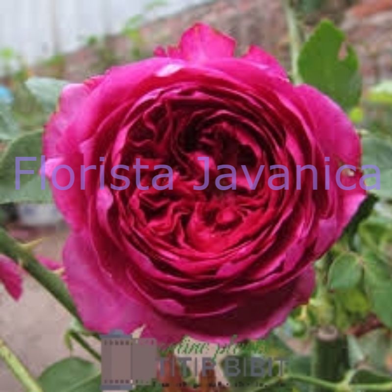 Tanaman Bunga Mawar Autumn Rouge Dewasa Berbunga Import Rose - TitipBibit