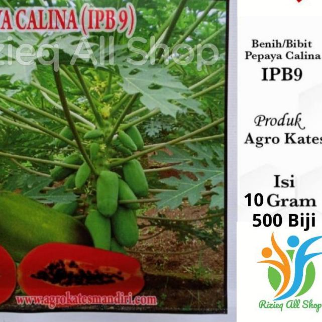 ➣ Biji Bibit Pepaya CALINA IPB-9/ CALIFORNIA isi 10Gr sekitar 500 Biji Benih Pepaya CALIFORNIA /CALI