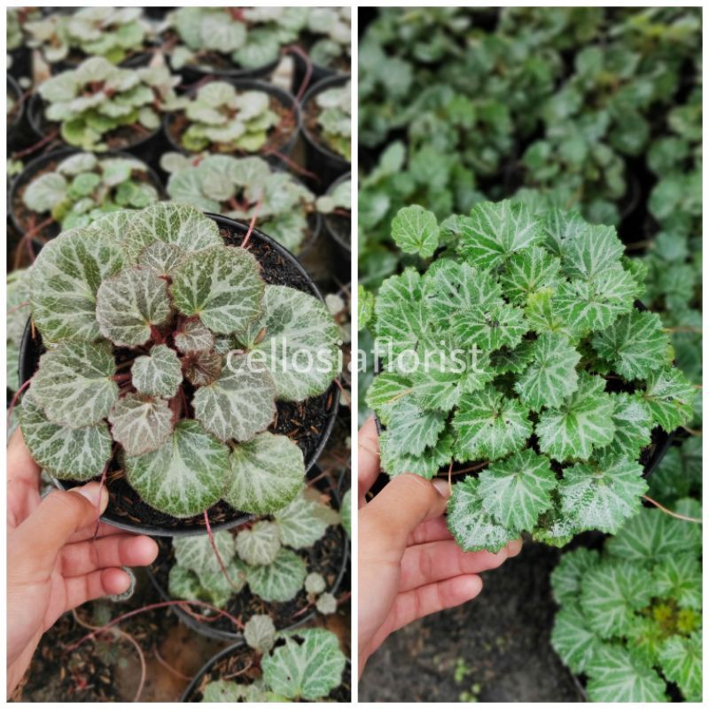 Tanaman Hias Begonia Kuping Macan / Begonia Melon - TitipBibit