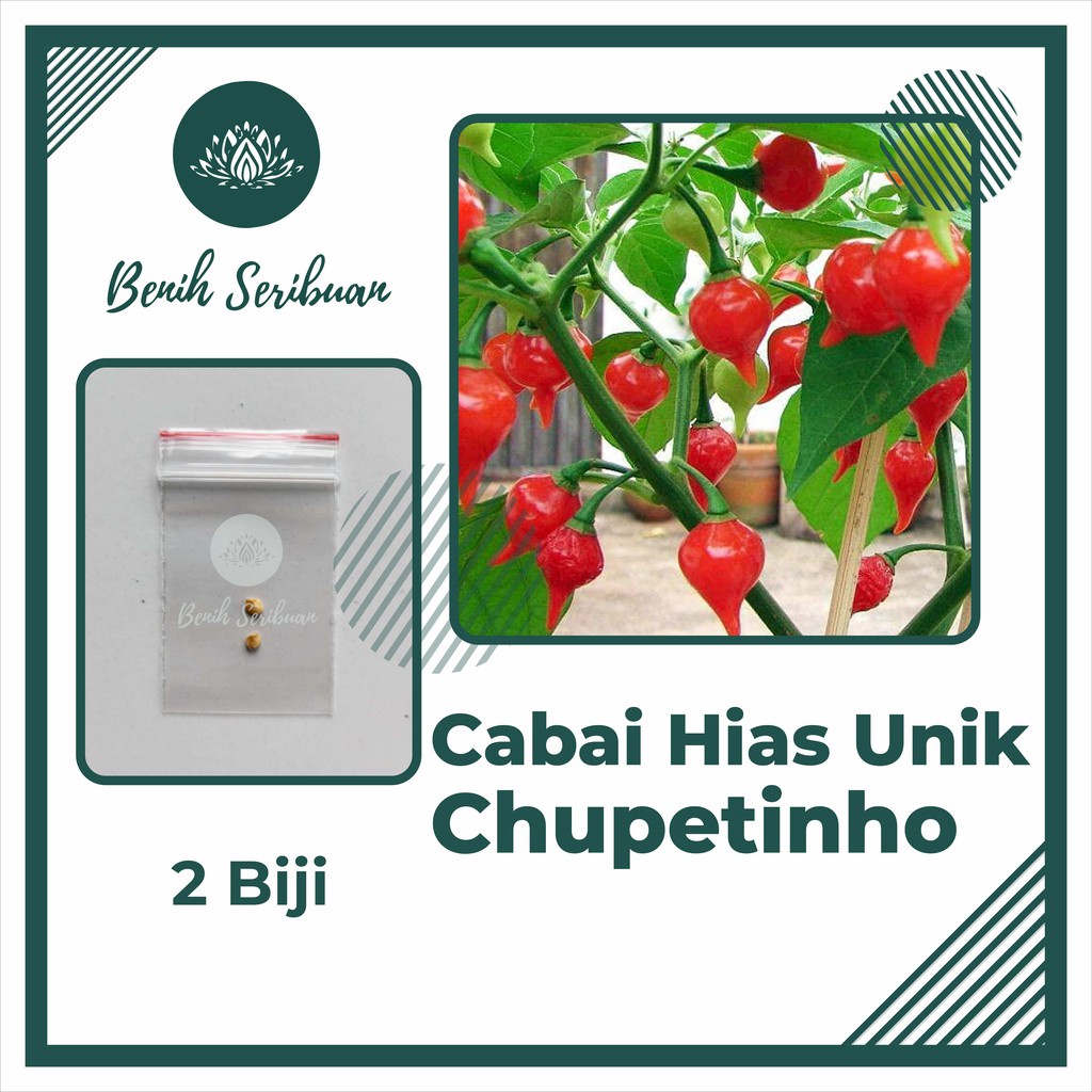 2 Biji Benih Cabe Hias Red Chupetinho Unggul Tanaman Cabai Hias Unik - Bibit Sayur Sayuran Seribuan