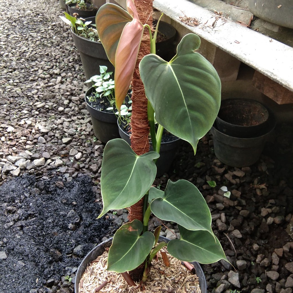 Tanaman Hias Philodendron Lupinum / Philo Lupinum