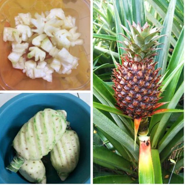 

Terbaru NANAS MUDA || PELANCAR HAID || HERBAL