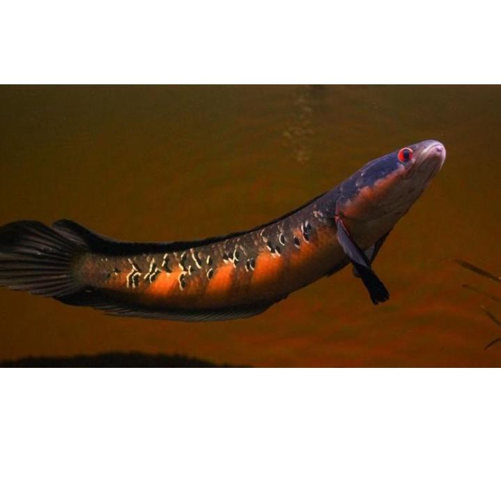 Coba dilihat chana maru red barito sortiran baby 3 cm an 『Terlaris』