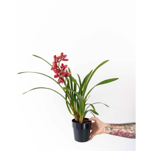 Anggrek Cymbidium Merah Langka - Tanaman Hias - Bunga Cymbidium Hybird - TitipBibit