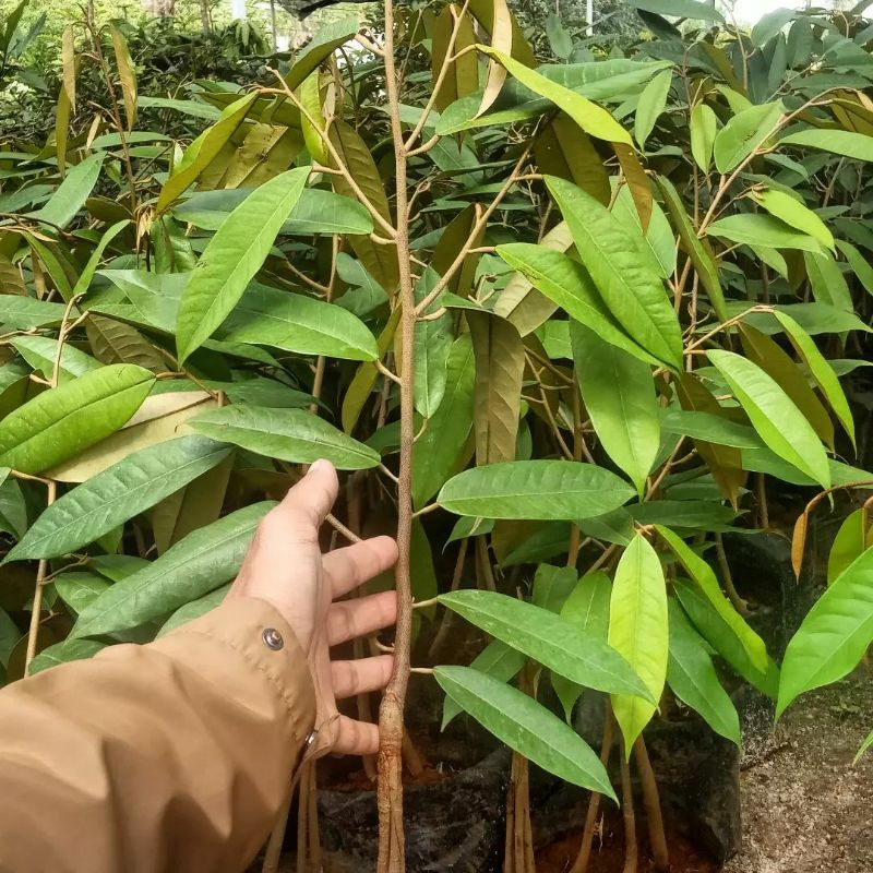 Bibit Durian Petruk Batang Besar Ukuran 1 Meter Siap Berbuah