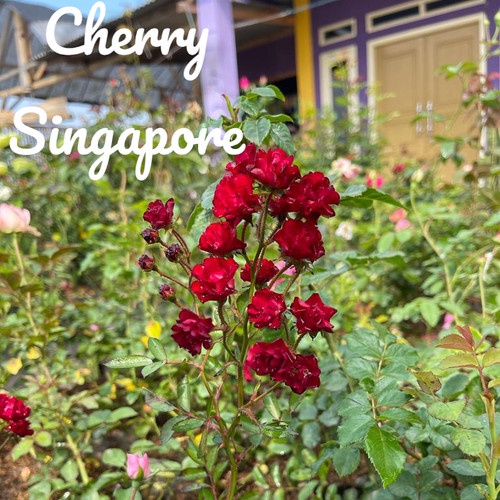 Bibit Tanaman Bunga Mawar Cherry Singapore/ Bunga Mawar Red Cherry Kondisi Berbunga