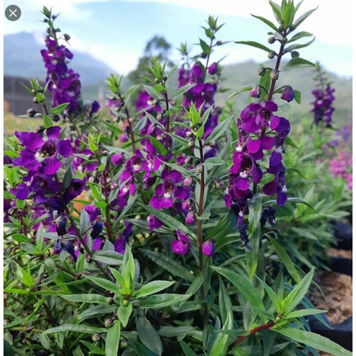 Pohon Bunga Lavender /  Tanaman Bunga Lavender