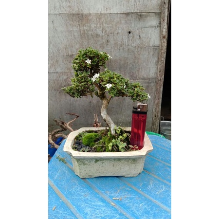 Tanaman bonsai mini mirten sudah jadi tinggal pajang  - TitipBibit