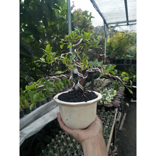 tanaman bonsai kimeng medium siap tampil - TitipBibit