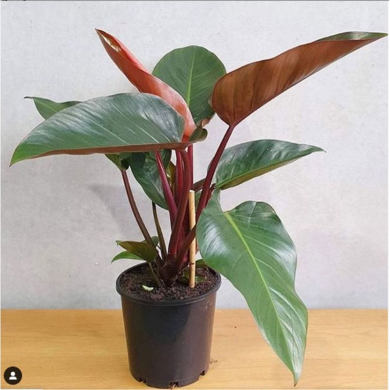 Tanaman Hias Philodendron Red Congo / Philo Red Congo Rojo / Philo Red Congo