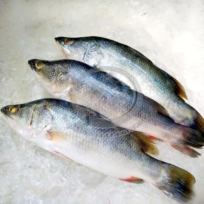 

Jual Ikan Kakap Putih segar per kg TERLARIS