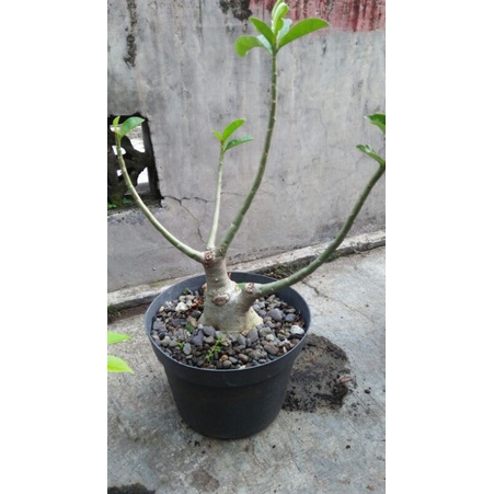 adenium jenis rcn karakter bonsai / adenium bonsai / bonsai rcn adenium / bonsai kamboja