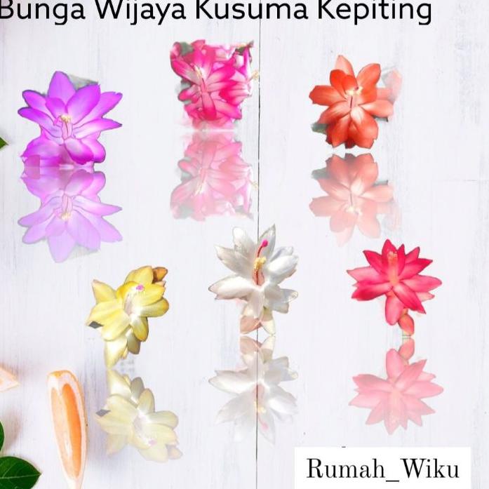 ★ PROMO  Kusuma Kepiting Bunga  Kusuma Kepiting Tanaman Hias Hidup Murah Tanaman Gantung ✦