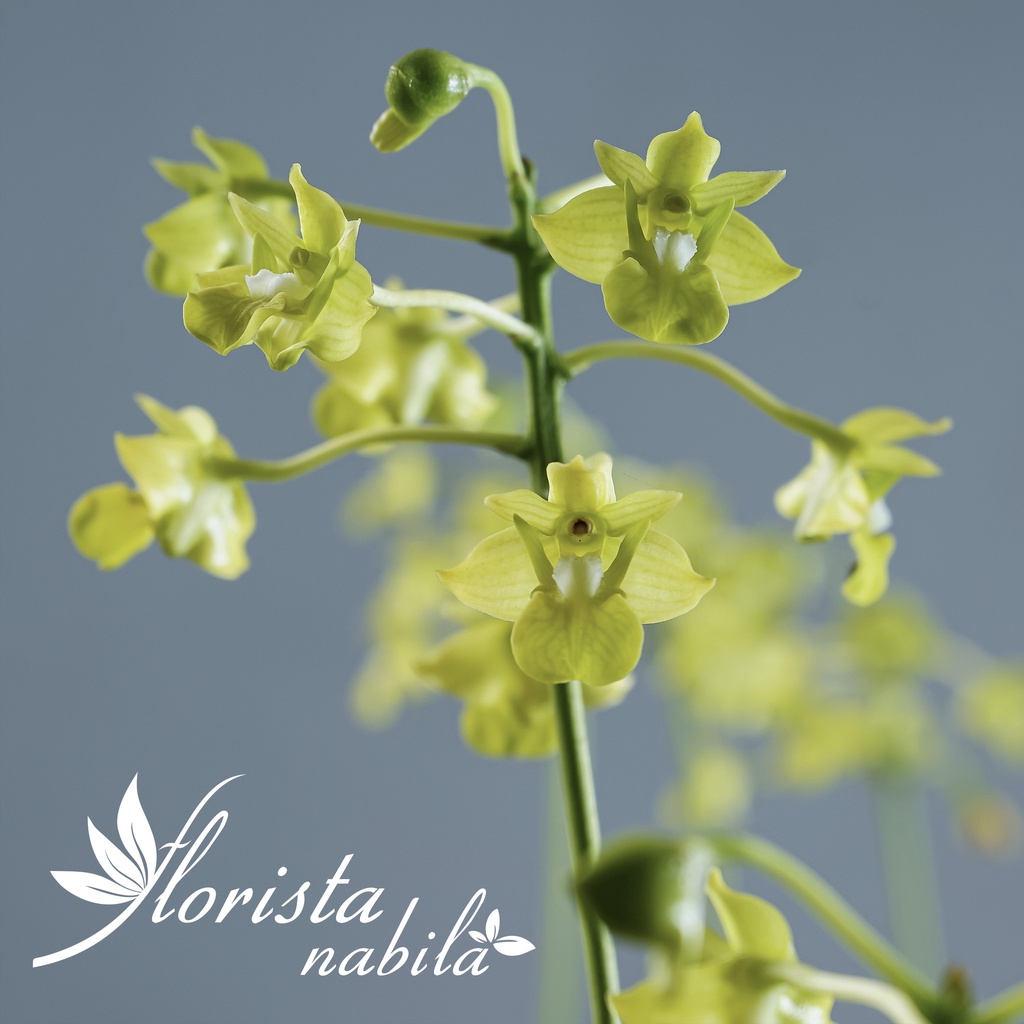 Anggrek Dendrobium bifalce flava