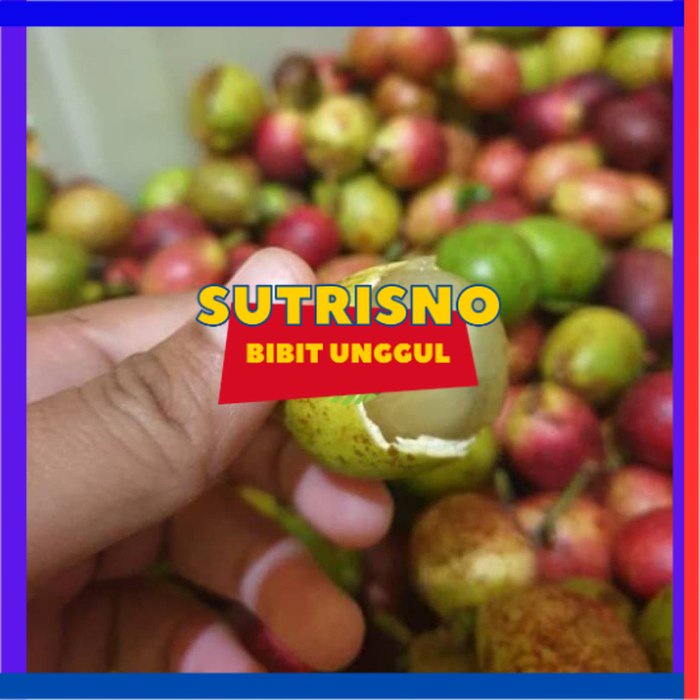 Bibit buah matoa merah super