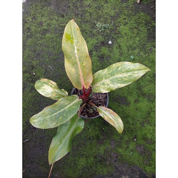 philodendron orange marmalade