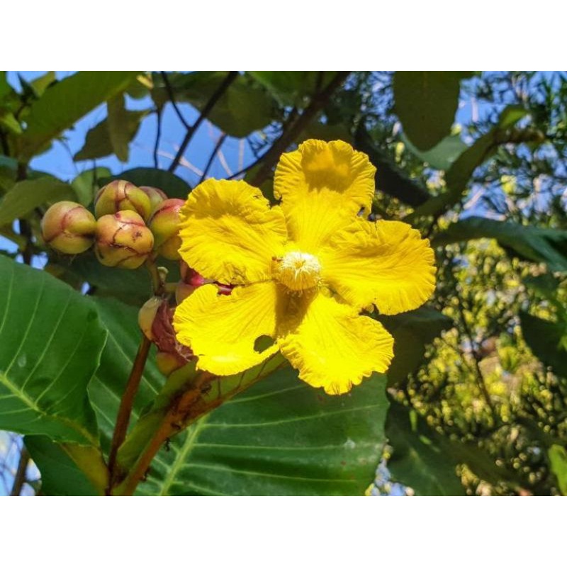 Anakan daun simpur/ simpor tanaman obat herbal