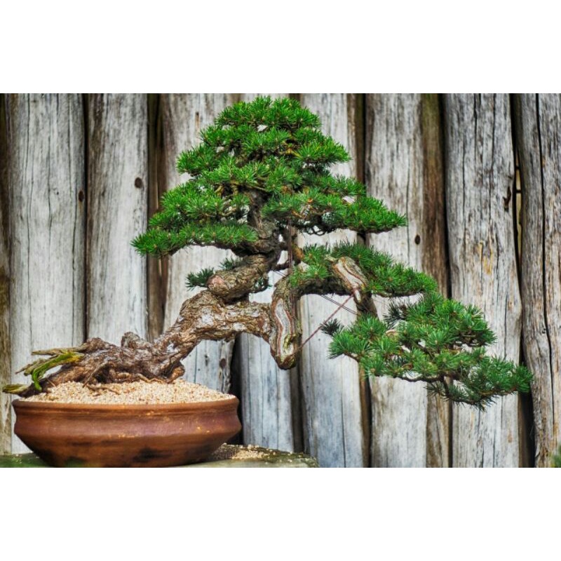 tanaman bonsai cemara bajul medium bahan unggul mudah di bentuk - TitipBibit