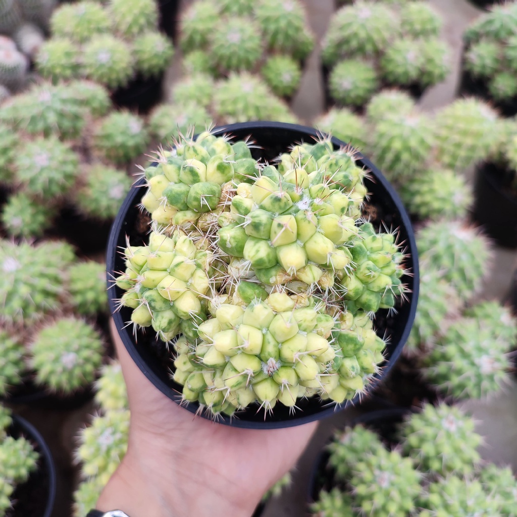 Mammillaria Duren Variegated | D 10 Cm | Kaktus