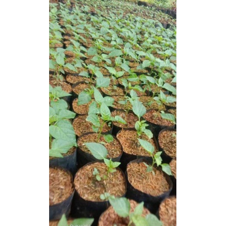 bibit cabai setan cabai pedas cabe setan pohon cabe setan