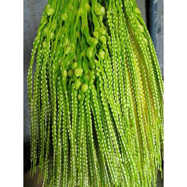 

BUNGA PINANG MUDA HERBAL / PINANG MUDA OBAT KEKEBALAN