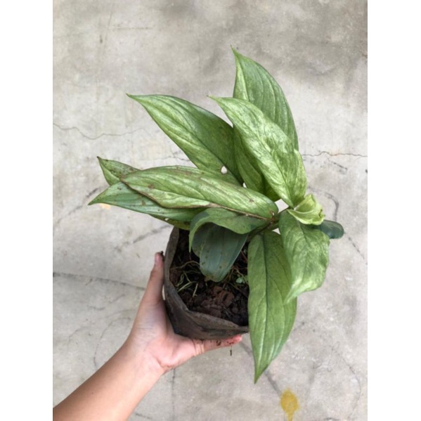 Scindapsus Varigata II