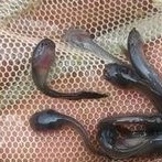 bibit ikan lele benih ikan lele pakan ikan predator lele lele pakan ikan arwana channa kura kura