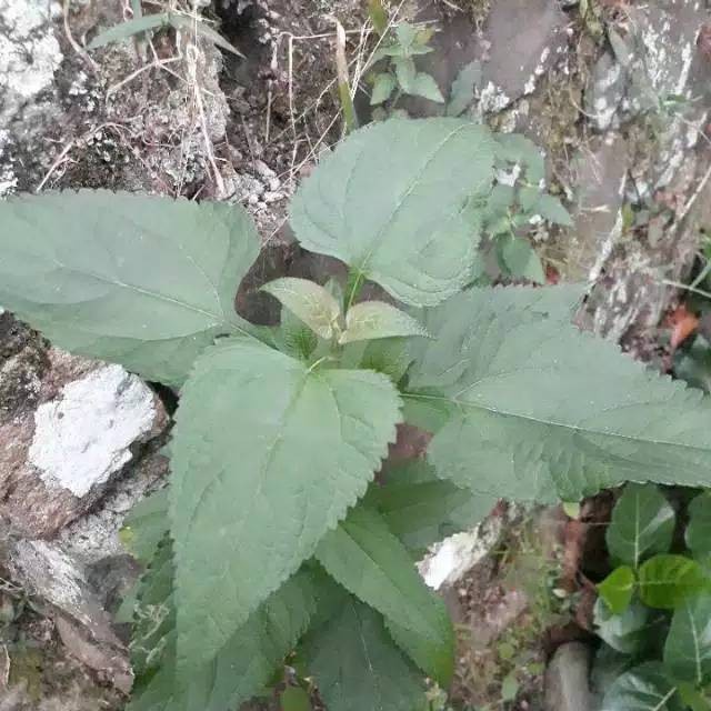 

Daun kirinyuh maranggo segar 1 kg