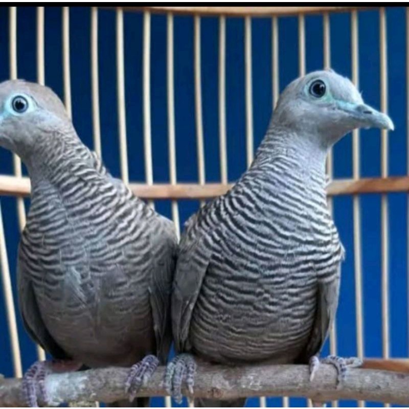 CEMANI PERKUTUT(jantan&betina)