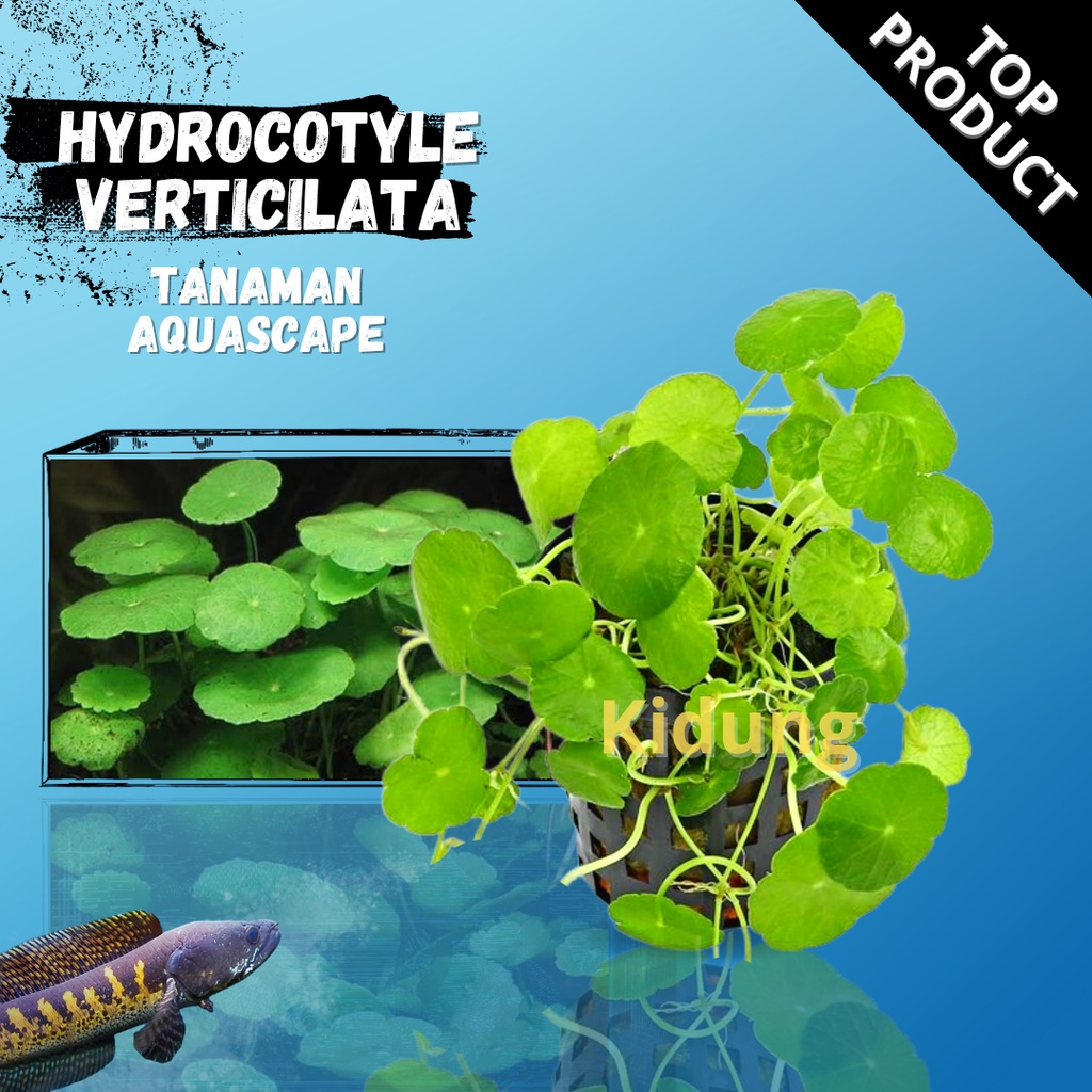 Hydrocotyle verticillata ( Tanaman Aquascape Tumbuhan Air Aquarium)