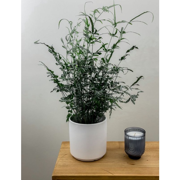 Pakis Suplir Putih / Silver Lace Fern / Pteris ensiformis