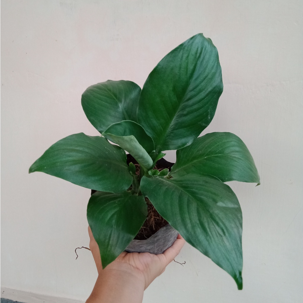 Bunga Hidup Peace Lily Bangkok