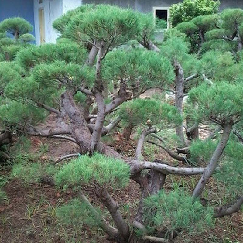 Tanaman Hias Cemara Udang 1,5 Meter Bonsai  - TitipBibit