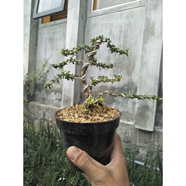 tanaman bonsai micro serbin siap tampil - TitipBibit