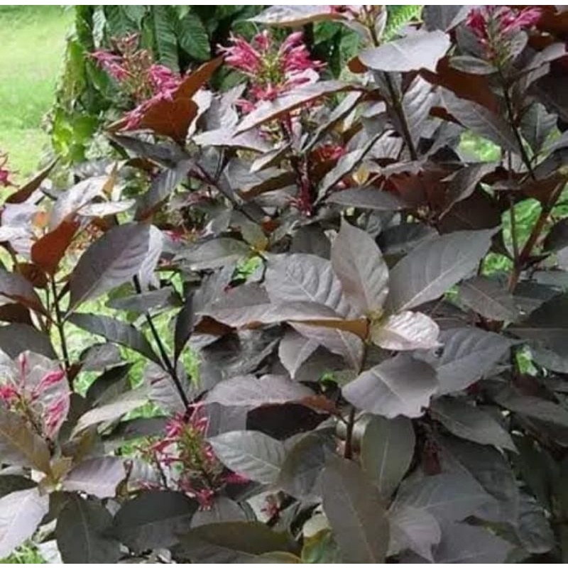 daun Handeuleum daun ungu organik obat ambien