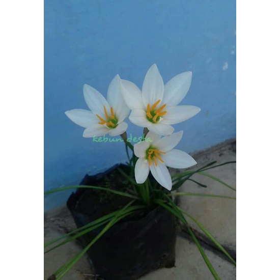 25 Bibit Rain Lily Putih