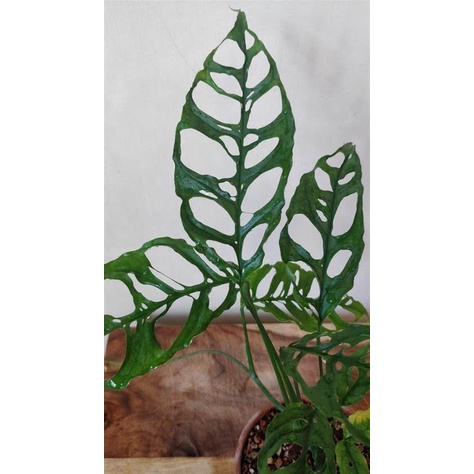Monstera Obliqua Peru Asli - Tanaman Monstera Obliqua Original (REAL PICT)