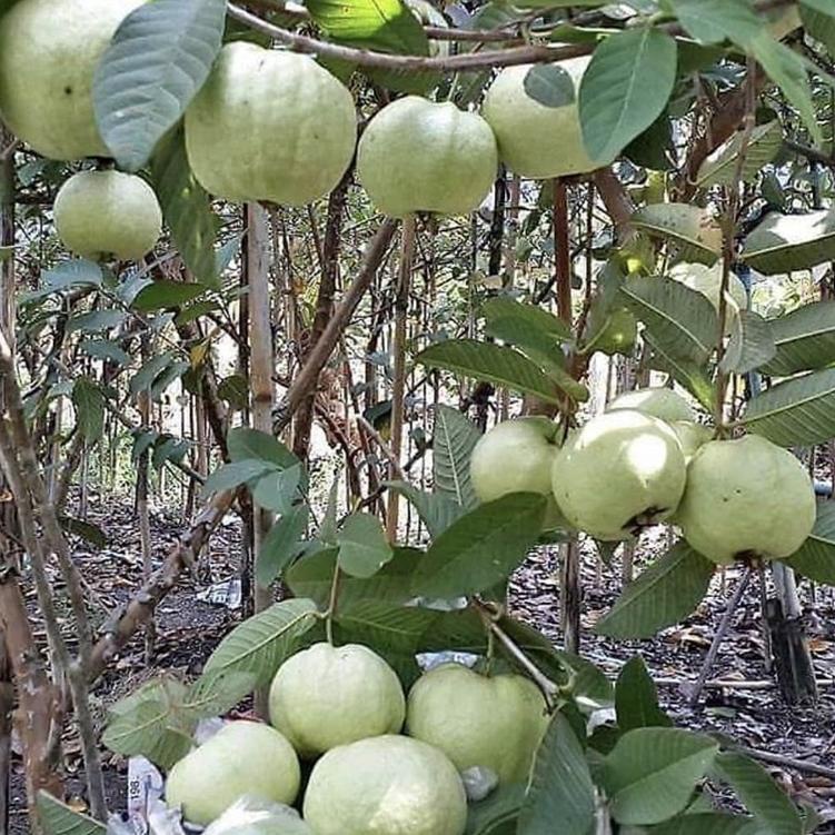 

P34 Jambu Kristal Segar Murah 1kg atau /kg BIG DISKON