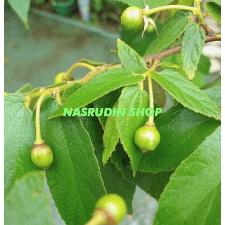 

DAUN KERSEN 1kg SERI SEGAR LANGSUNG PETIK / Muntingia calabura / seri / ceri / talok atau kerukup siam