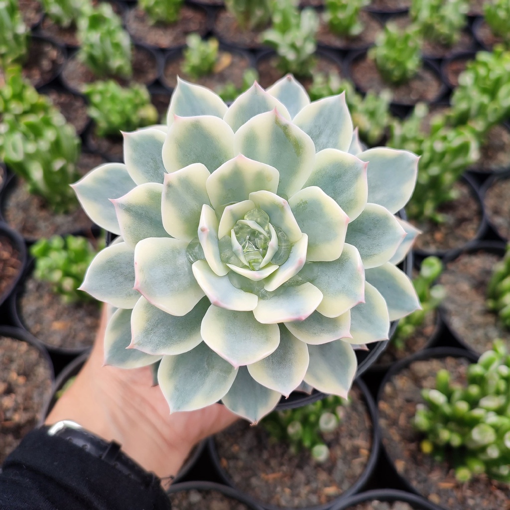 Echeveria Desmetiana Subsessilis Variegated | DP 10cm