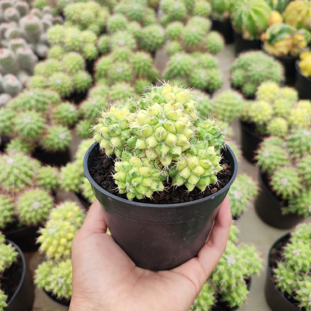 Mammillaria Duren Variegated | D 10 Cm | Kaktus