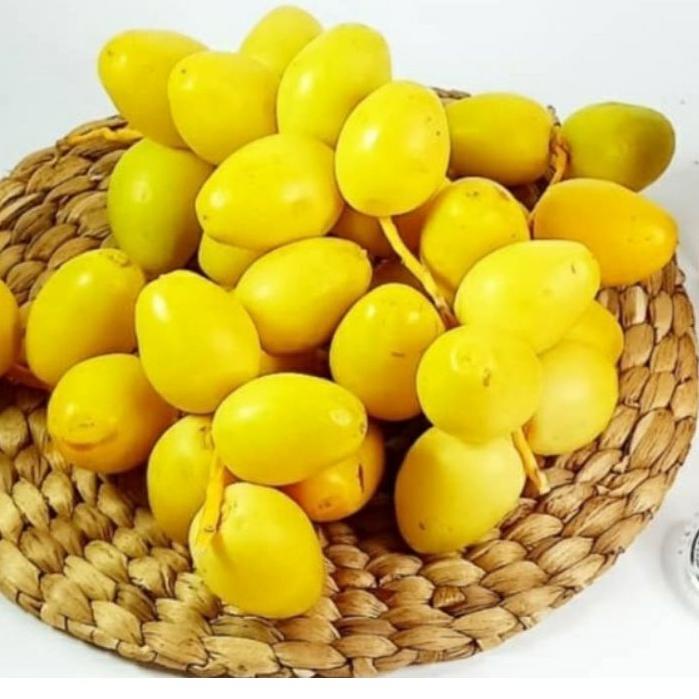 

✴ KURMAMUDA READY ( BISA MIX MERAH-KUNING ) ❉