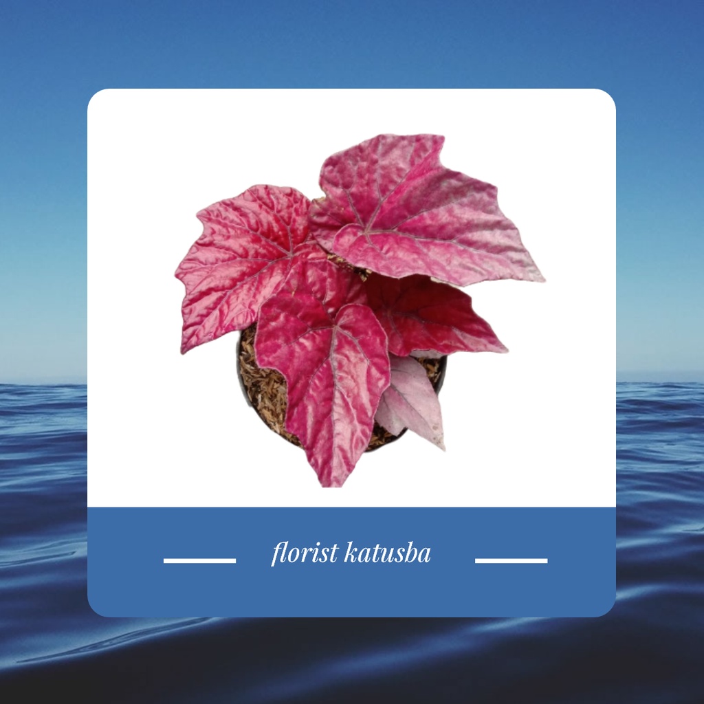 tanaman begonia super red- begonia red king