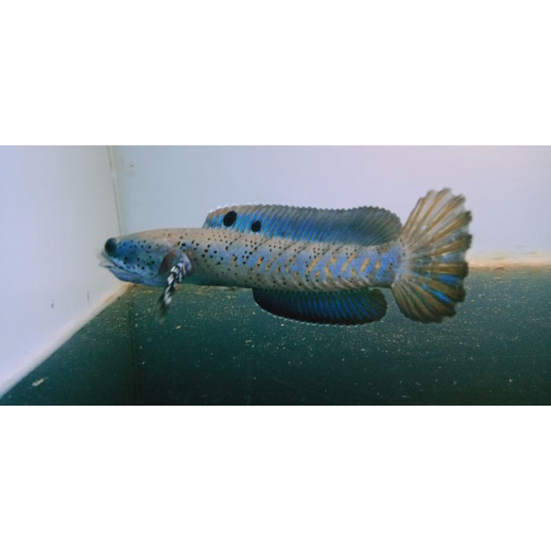 chana pulchra 13-15 cm Singgel tank ya