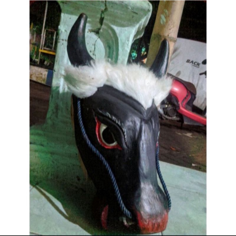 banteng dewasa(TANDUK SAPI ASLI)