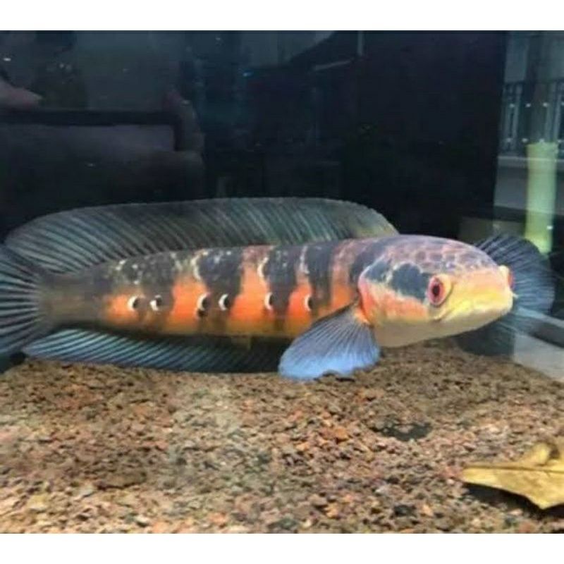 ikan chana red barito uk 2-3cm
